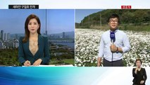 들꽃으로 가득 찬 강변...새하얀 구절초 만개 / YTN (Yes! Top News)