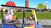 Learn Street Vehicles | Learn Animals | Animals Accident | Animals prank | Fun Learning Videos