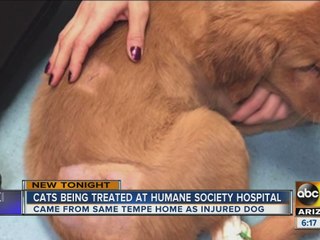 Puppy recovering in foster home after beaten by Tempe man