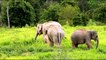 Elephants for Kids - Elephants Playing - African Animals