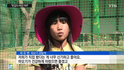 "반갑다 따오기야"...복원사업 8년 만에 171마리로 / YTN (Yes! Top News)