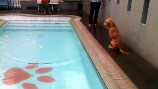 Golden retriever puppy havin  a swim...