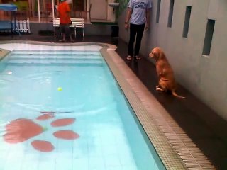 Golden retriever puppy havin  a swim...