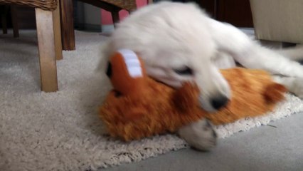 Golden Retriever Puppy Henry - 10 Weeks old