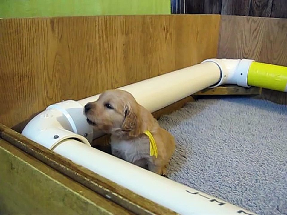 Golden Retriever puppy howling!!!
