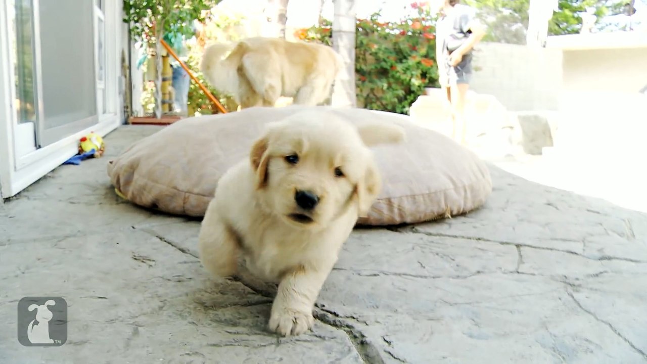 Golden Retriever Puppy Attacks Camera