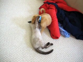 golden retriever puppy freaking out on kitten