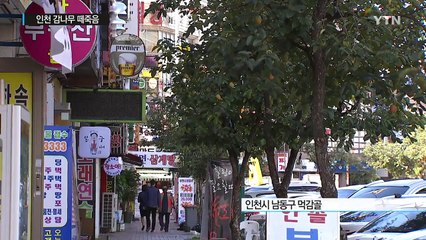 [인천] 인천 먹감골 감나무 떼죽음...병든 나무도 방치 / YTN (Yes! Top News)