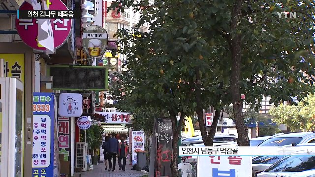 [인천] 인천 먹감골 감나무 떼죽음...병든 나무도 방치 / YTN (Yes! Top News)