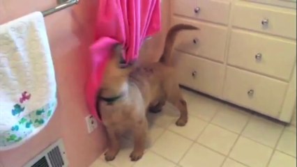 Golden Retriever Puppy Gives Himself a Bath
