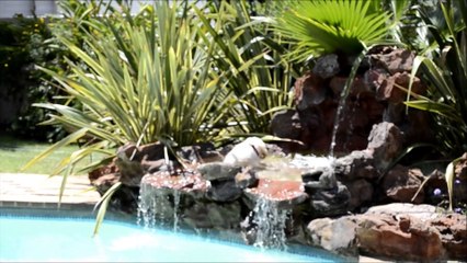 GOLDEN RETRIEVER PUPPY- LEXI -  This is how you swim