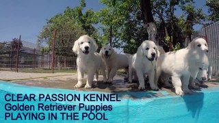Golden Retriever pups swimming in the pool for the first time (2)
