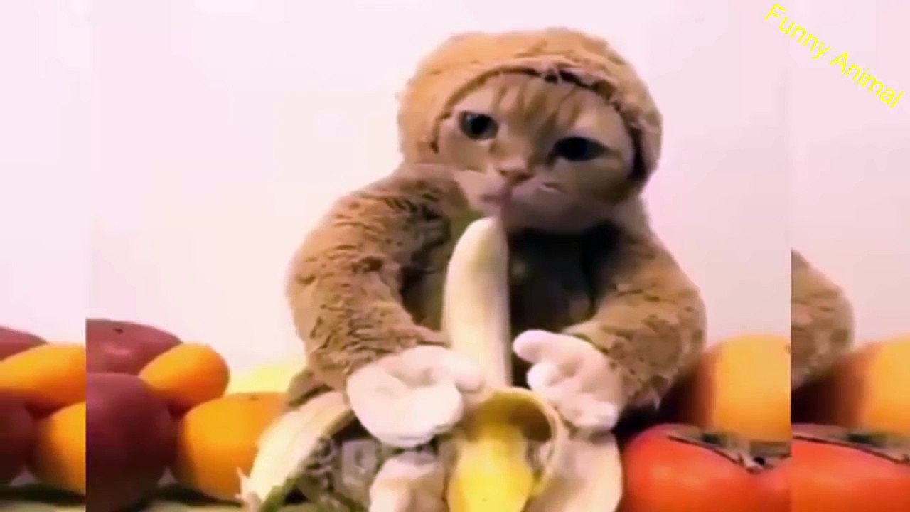 Funny Animal -- Funny Animals Video 2017 Funny video