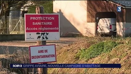 Grippe aviaire : abattage de masse dans le Sud-Ouest