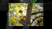 Merrifield Tree Removal Affordable Tree Removal Services