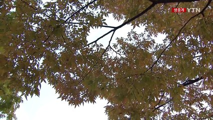 [날씨] 도심에도 가을빛 물씬...선선한 날씨 속 동해안 비 / YTN (Yes! Top News)