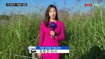[날씨] 쾌청한 하늘, 선선한 바람...은빛 억새 장관 / YTN (Yes! Top News)