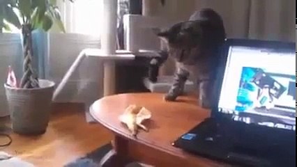 Смешные и забавные кошки!