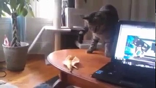 Смешные и забавные кошки!