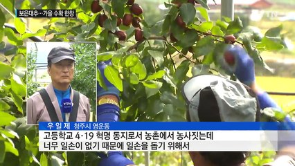 대추하면 보은대추...가을 수확 한창 / YTN (Yes! Top News)