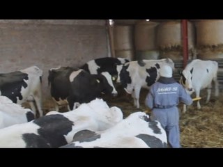 Norcia (PG) - Terremoto, bufera di neve su allevamento bovini (07.01.17)