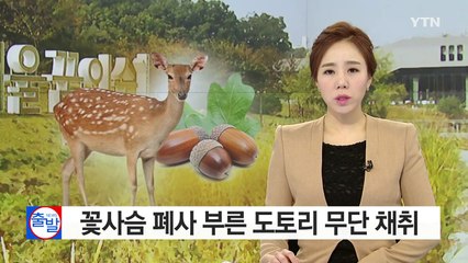 [단독] 도토리 무단 채취에 놀란 꽃사슴 폐사 / YTN (Yes! Top News)