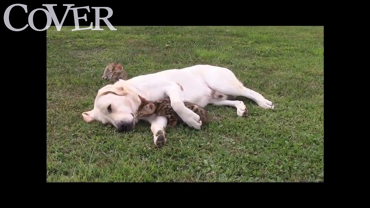 Hunde und Katzen die liebevoll miteinander Kuscheln.