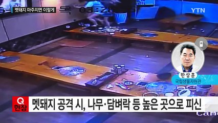 흥분하면 덤비는 멧돼지...갑자기 마주쳤다면? / YTN (Yes! Top News)