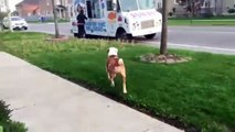 A dog sees that ice cream truck. What this does is wonderful!