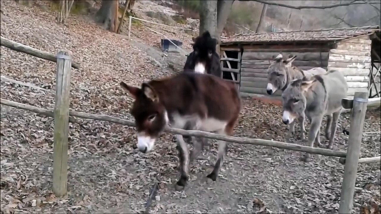 Akıllı eşeğin hali başka