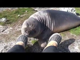 Un éléphant de mer fait des tonneaux