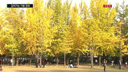 알록달록 단풍 속으로...남이섬, 가을 정취 물씬 / YTN (Yes! Top News)