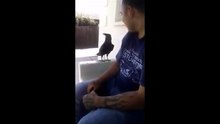 Un corbeau sorti de nulle part se pose à côté d'un mec et lui sort un 'Fuck you' de toute beauté