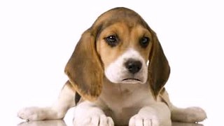 Happy Birthday to You - Daisy the Beagle