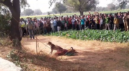 Loin In Public Places