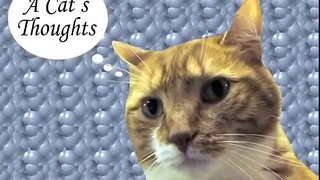 A Cat's Thoughts on Sex With Dogs-n3qt-o0rHOo