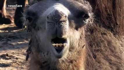 Watching A Baby Camel Eat Is Strangely Compelling