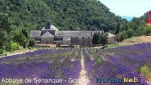 Abbaye de Senanque - Gordes - Provence Web