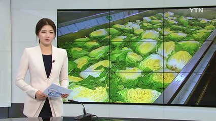 김장철 앞두고 절임배추 작업 본격 시작 / YTN (Yes! Top News)