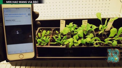 Plantas de espinafre modificadas detectam explosivos.