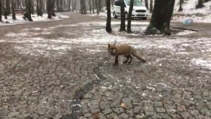 İstanbul'da karda aç kalan tilki vatandaşın arasına indi