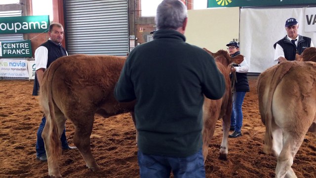 Louna au concours Limousin de Varennes sur Allier en octobre 2016