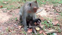Amber Life Ep 1- Baby Monkey Newborn At The Way To Angkor Thom