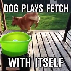 Une super invention pour occuper votre chien !