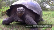 175 yaşında dev kaplumbağa