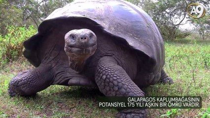 175 yaşında dev kaplumbağa