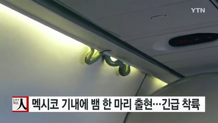 [영상] 멕시코 기내에 뱀 출현...긴급 착륙 / YTN (Yes! Top News)