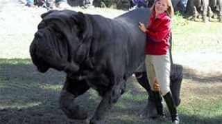 10 biggest dog breeds in the world