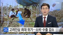 고려인삼 최대 위기...생산·소비·수출 감소 '삼중고' / YTN (Yes! Top News)