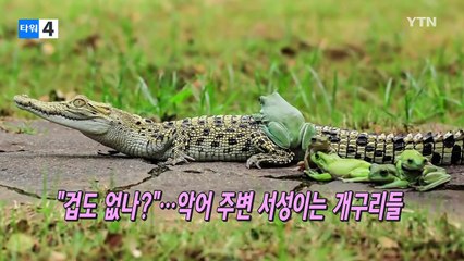 [영상] "악어야, 놀자!" 용감한 개구리 5형제 / YTN (Yes! Top News)